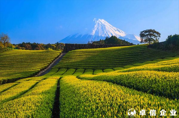 如何写日本注册公司的经营范围？